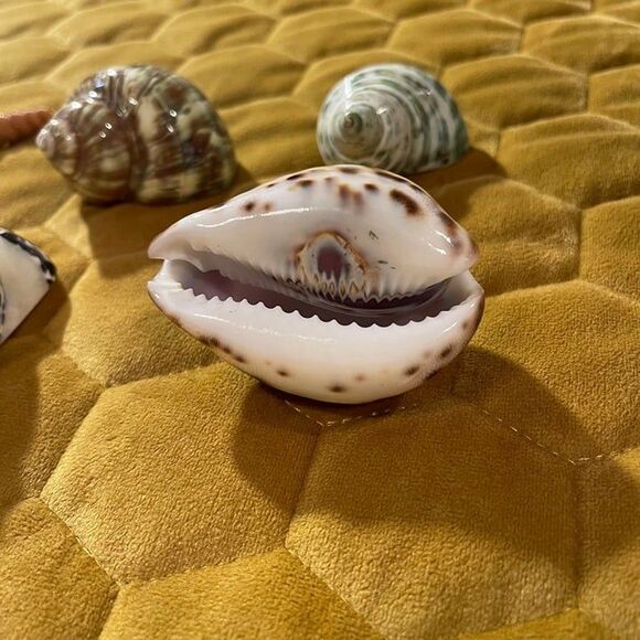 seashells(5) - Picture 5 of 7